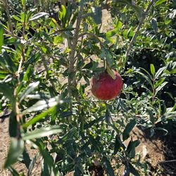 Pomegranate Wonderful