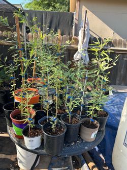 Thorned Mesquite trees
