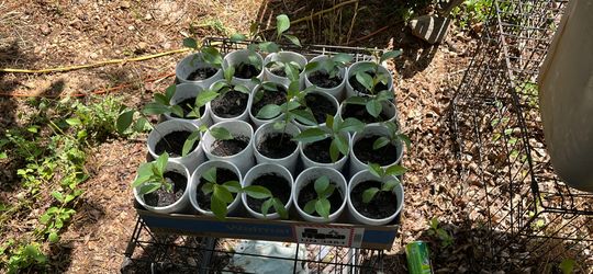 Persimmon trees