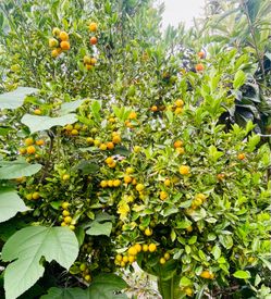 Organic Calamansi / Kalamansi for sale
