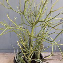 12 Inch Outdoor Container With Plants