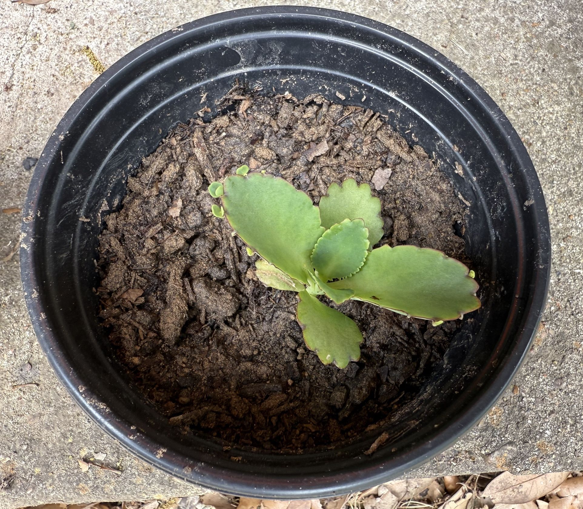 Mother Of A Thousand Planets, $25