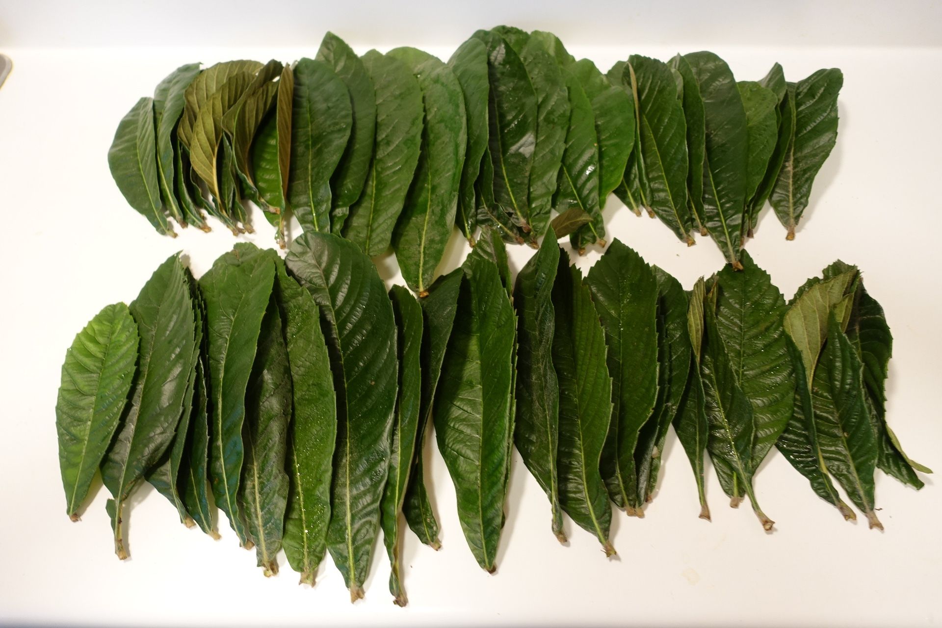 50 Fresh Picked Organic Loquat Leaves Herbal Tea