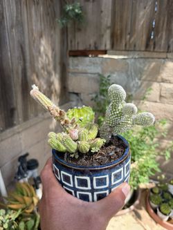 Plants
