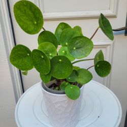 Pilea Plant - See All Pictures