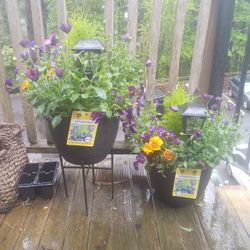 Potted Flowers W/ Solar Lights