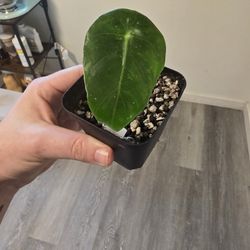 Alocasia Pink Dragon