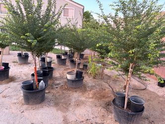 plantas de Guamúchil