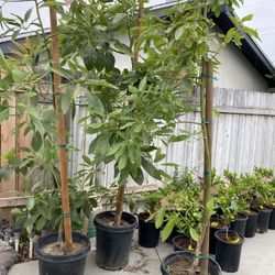 Fruit Trees 