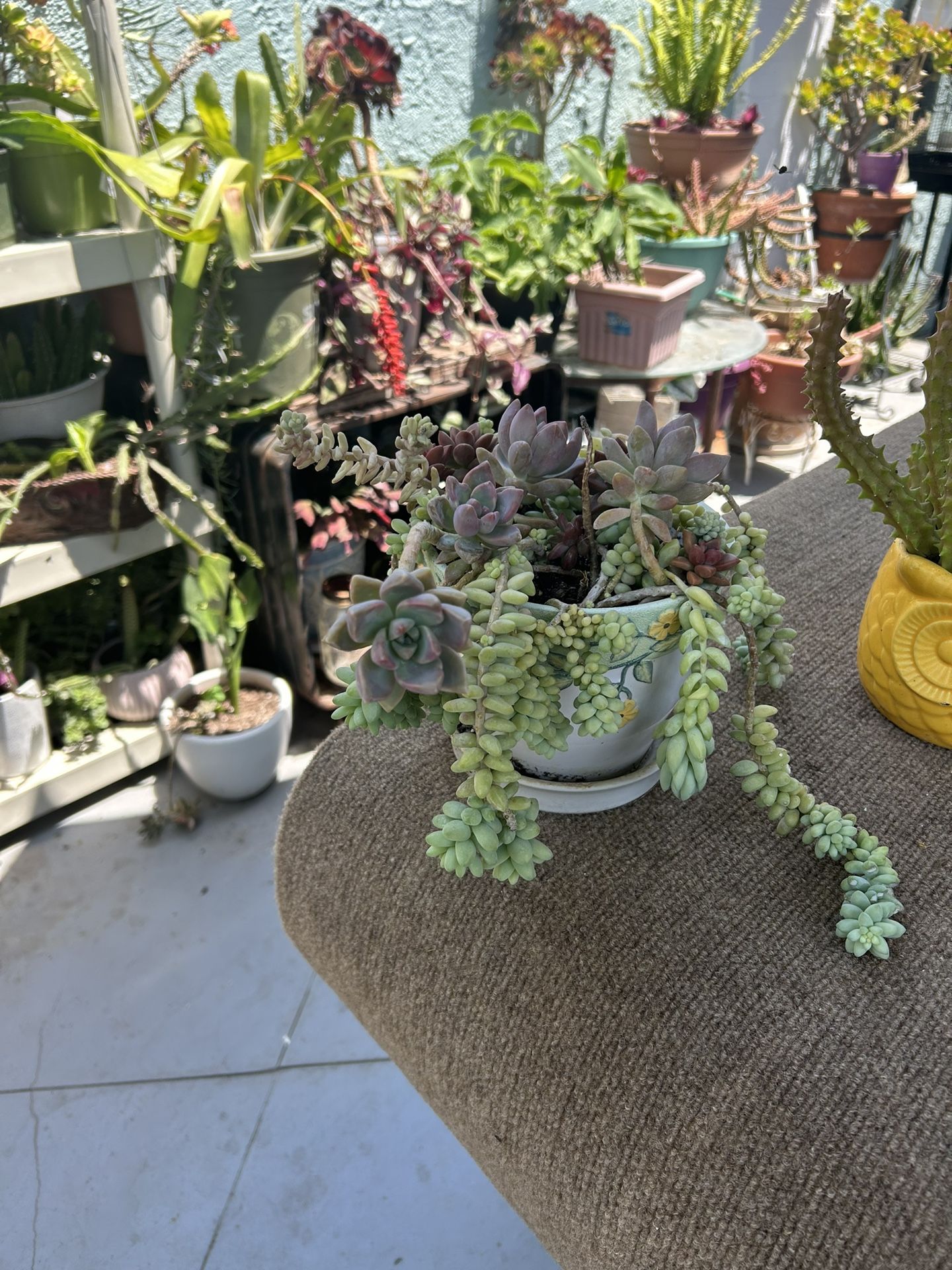 Una Succulents en Maseta De Cerámica