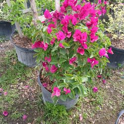 Gorgeous Bougainvillea SALE‼️7gl🌺$45