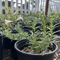 Penstemon heterophyllus ‘GMR White’