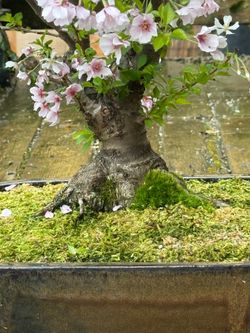 Cherry tree bonsai