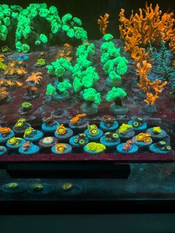 Salt water decorations