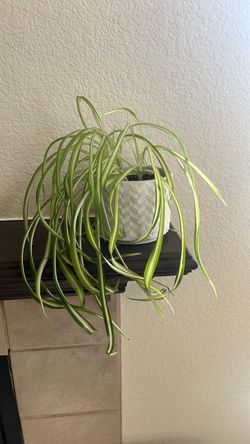 Spider Plant in White Geometric Pot