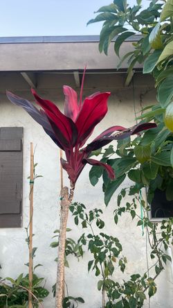 Red Ti Plant (Cordyline fruticosa)