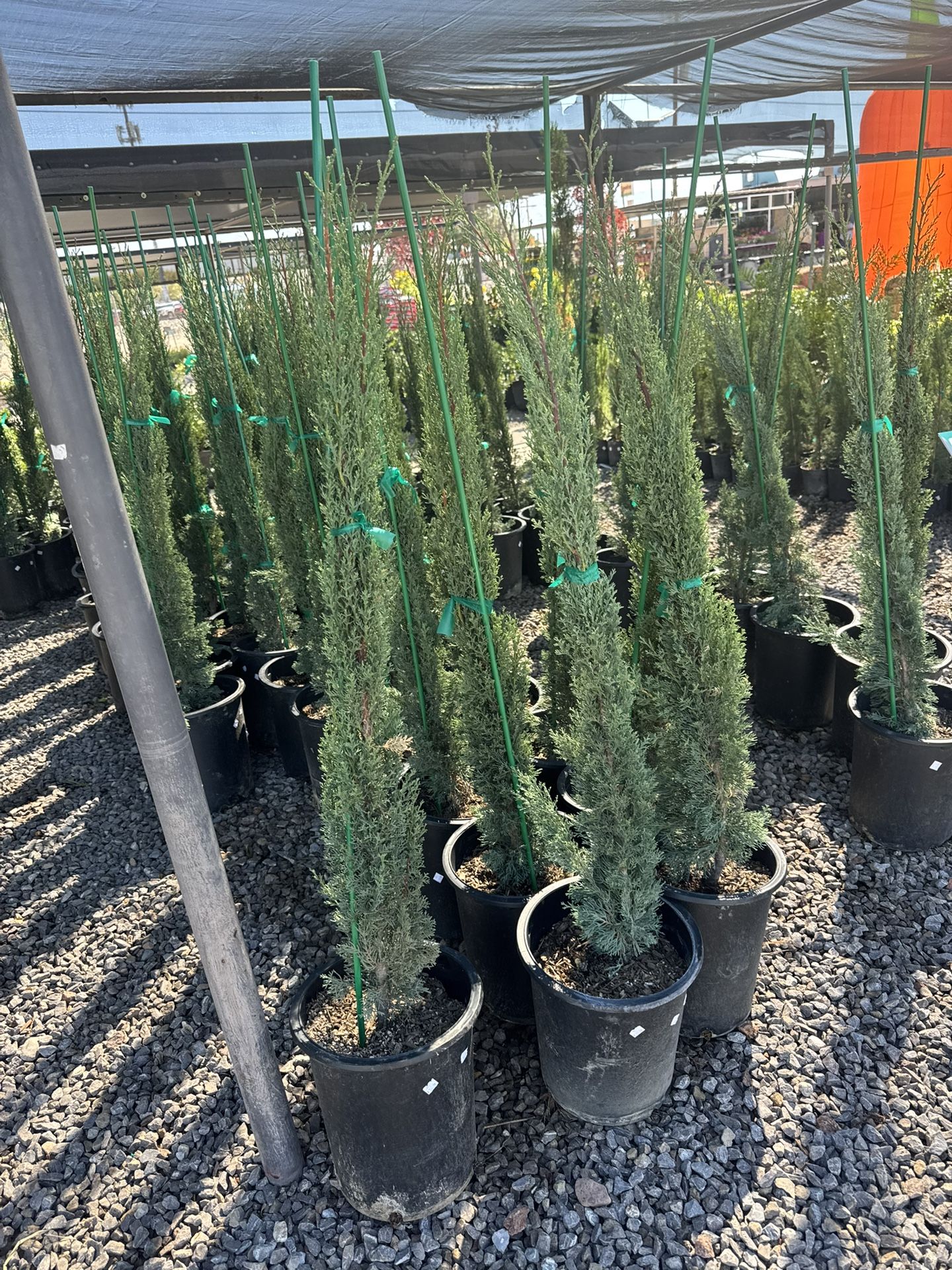 Italian Cypress
