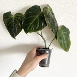 Philodendron Splendid 