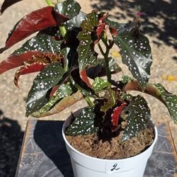 Begonia Maculata Polka Dots #2