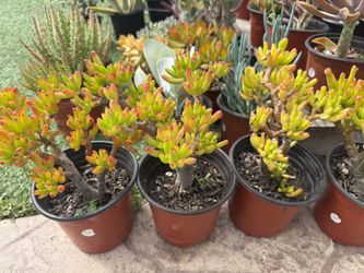Gollum Jade Succulents Plant In 6inch Pots 