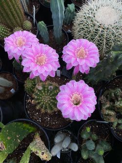 Cactus