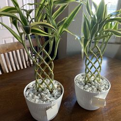 Bamboo Zen. New!! $20. Each 