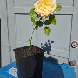 Yellow  Roses 🏵 