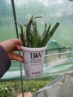Aloe plant live