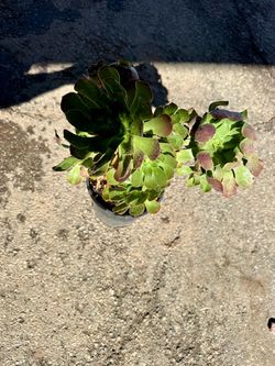 Plant