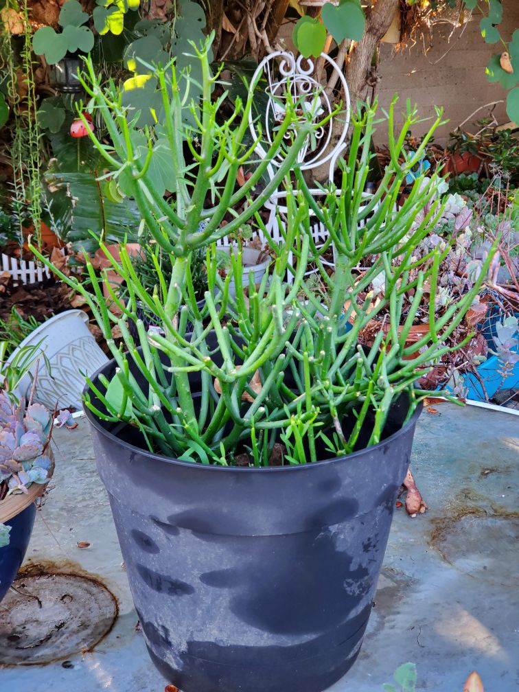 11" pot with pencil stick Succulents
