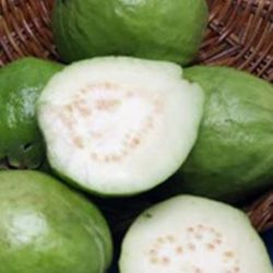 Thai Guava Starter Plant In 1 Gallon Pot