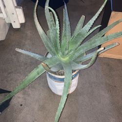 3-4 Foot Tall Aloe Plant 