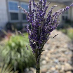 Fresh Lavender Bouquet 