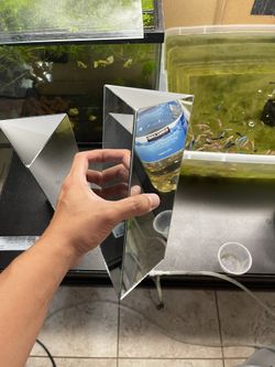 Grooming mirror for flowerhorn