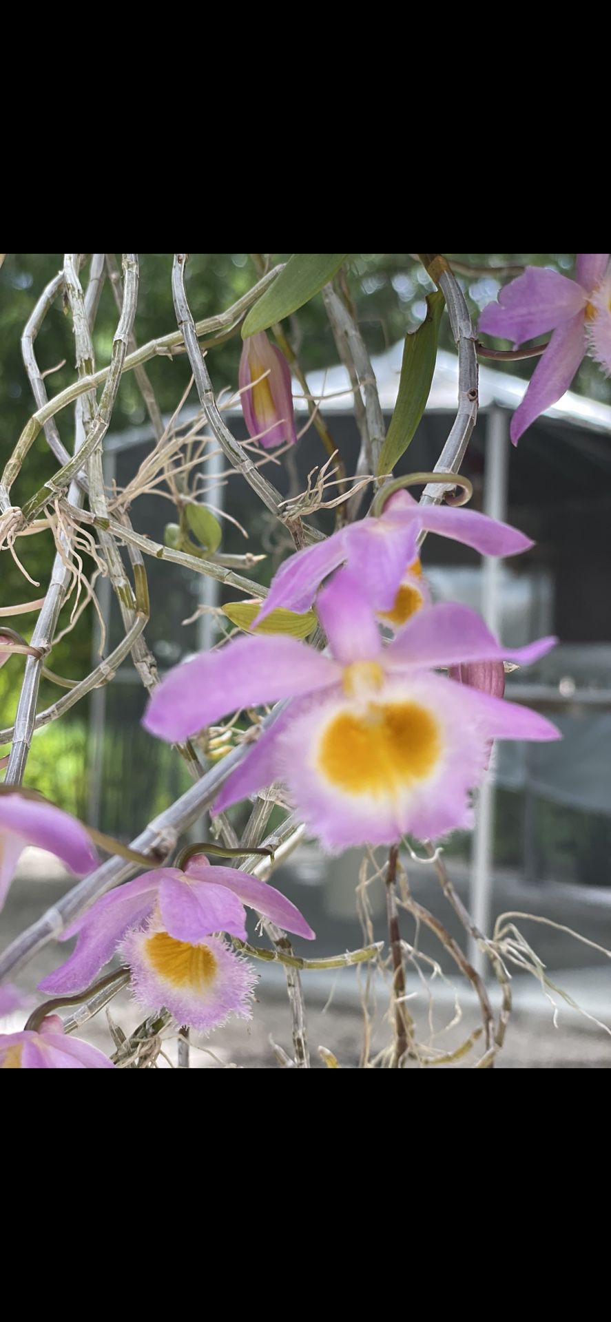 Orchid Den. loddigesii On Chunk Of Cork
