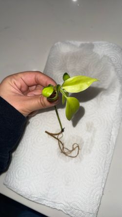 Propagated Philodendron