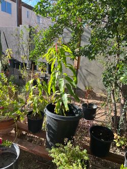 Mango Trees