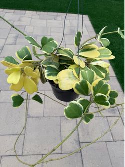 Hoya variegated Kerri