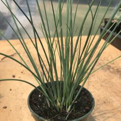 Chives (Onion) Plant - 3.5 Inch 