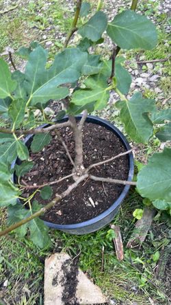 Mission fig tree