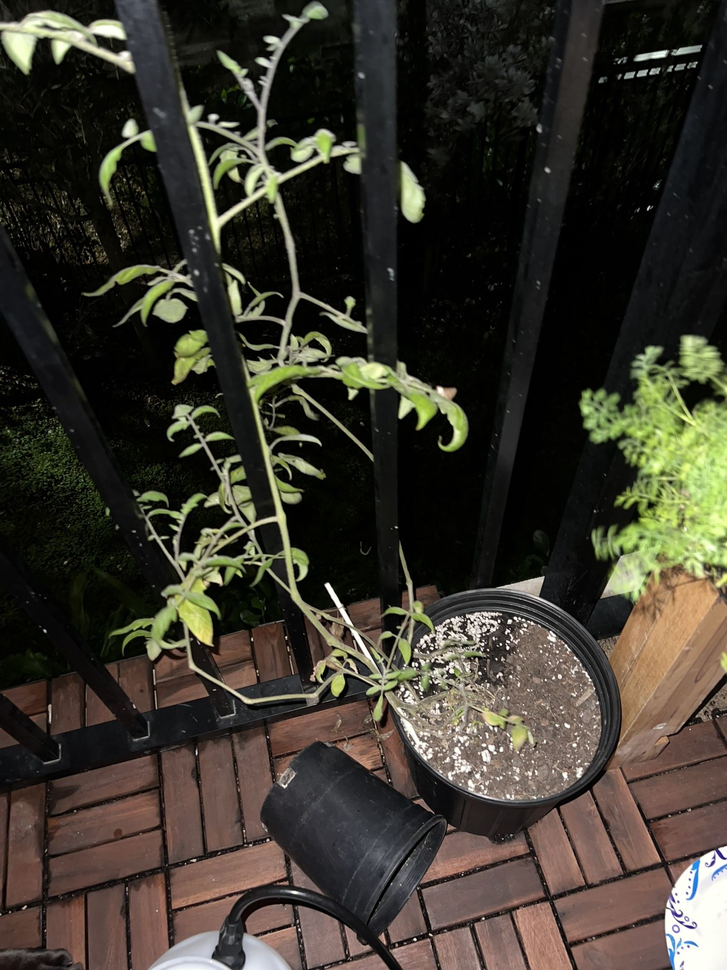 tomato plant 