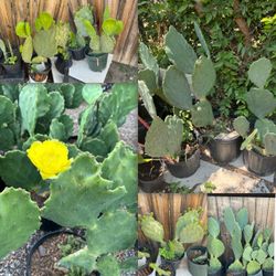 Spineless Prickly Pear Cactus plants