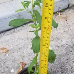 Steevia "Sweetleaf" Plant,  Live , 11 Inches Tall 