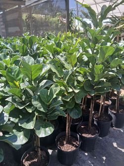 Gorgeous Lyrata indoor plants from $15💚
