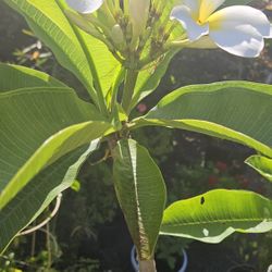 Plumeria