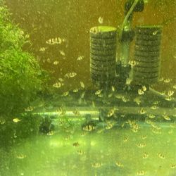 Tiger Barbs 