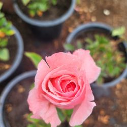 Rose Bush 