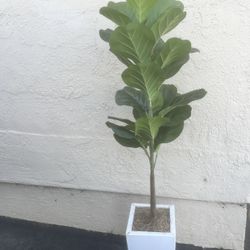 Fiddle Leaf