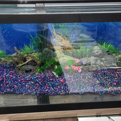 Band NEW 75 Gallons Fish Tank With Custom Made Stand