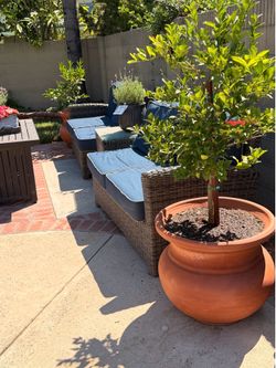 20 Gallons terracotta planter 20”H $85ea plant not included